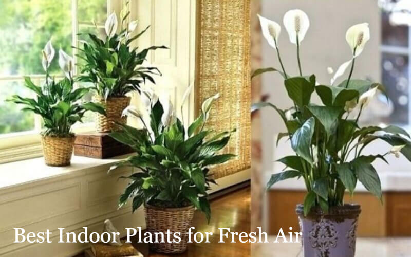 indoorplants New York's Little Elves